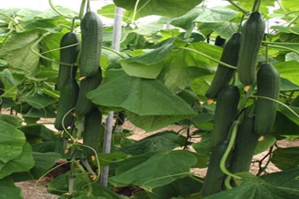 Beit Alpha CUCUMBER